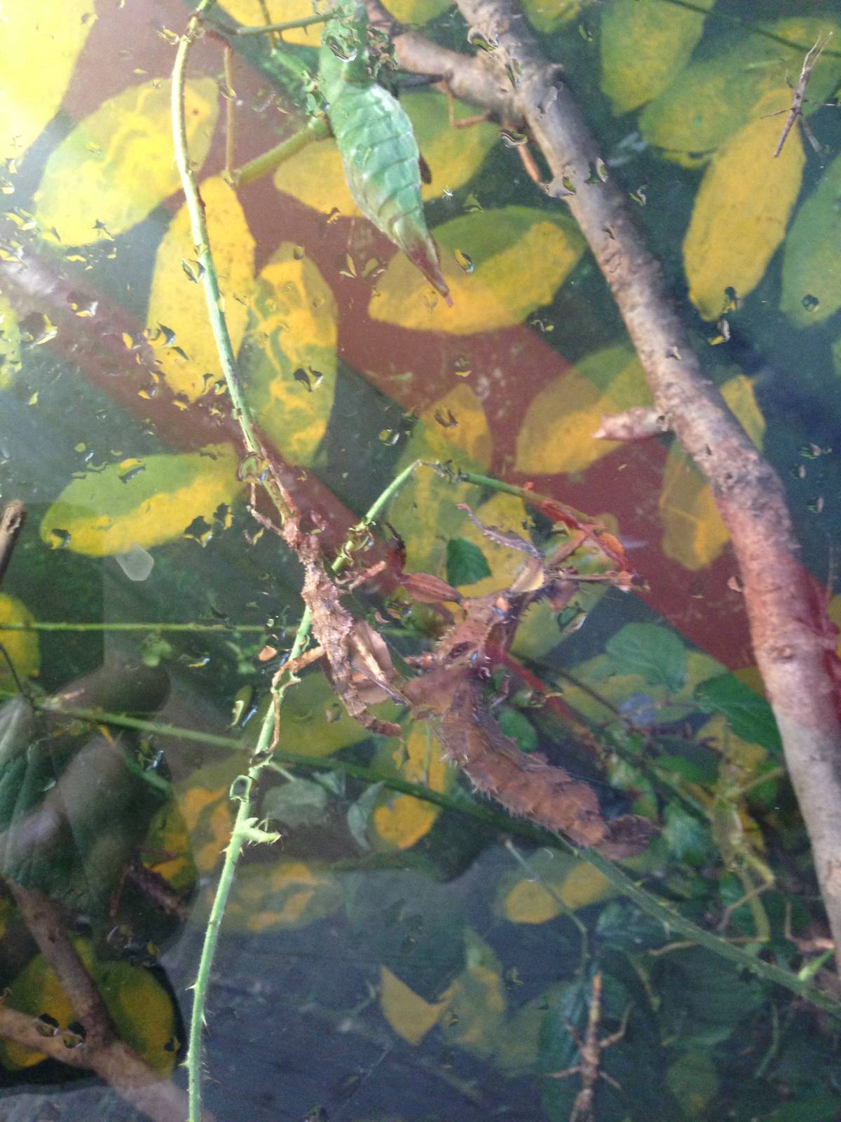 Giant Prickly at Tropical World - 02/10/2013