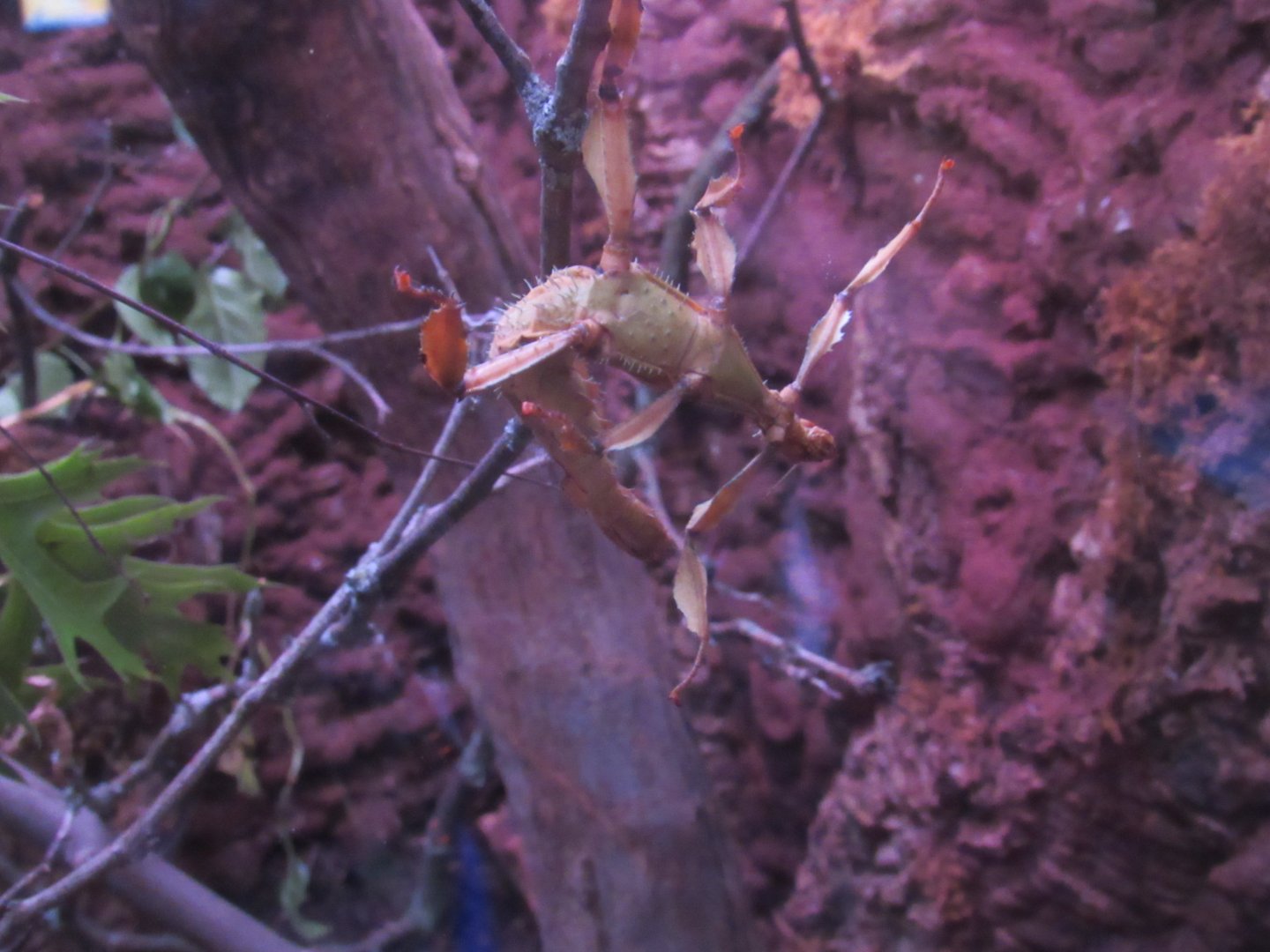 Giant Prickly Stick Insect in Curious Creatures