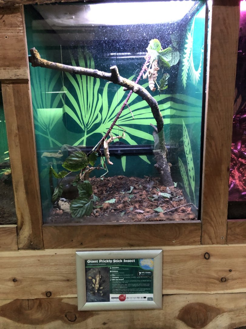 Giant Prickly Stick Insect Vivarium at Northumberland Country Zoo (September 2021)