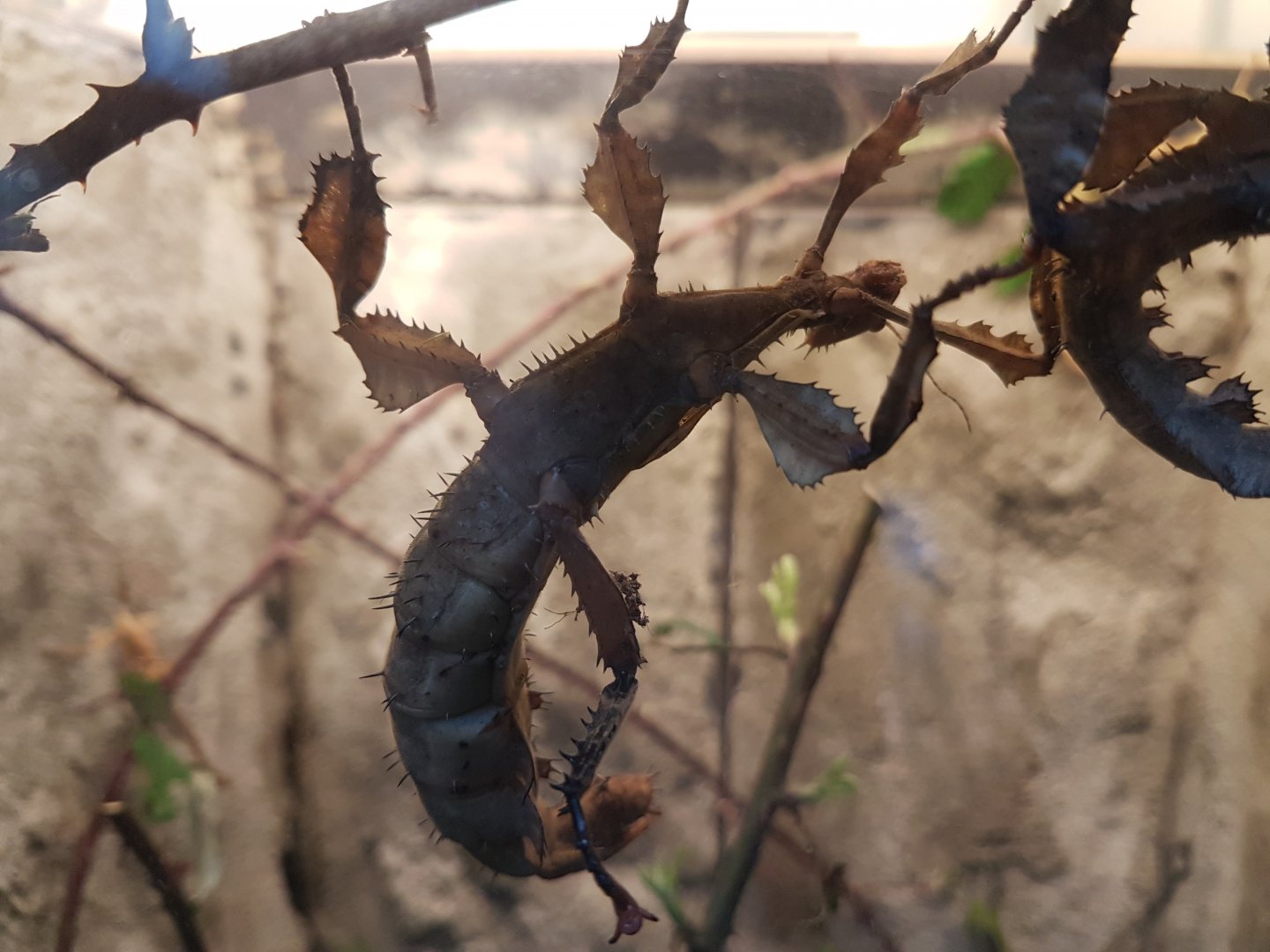 Giant prickly stick insect