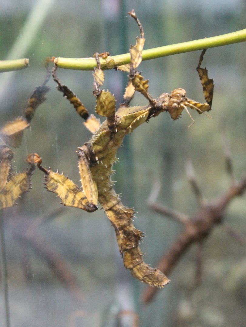 Giant prickly stick insect