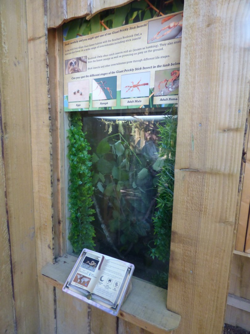 Giant Prikly Stick Insect Enclosure