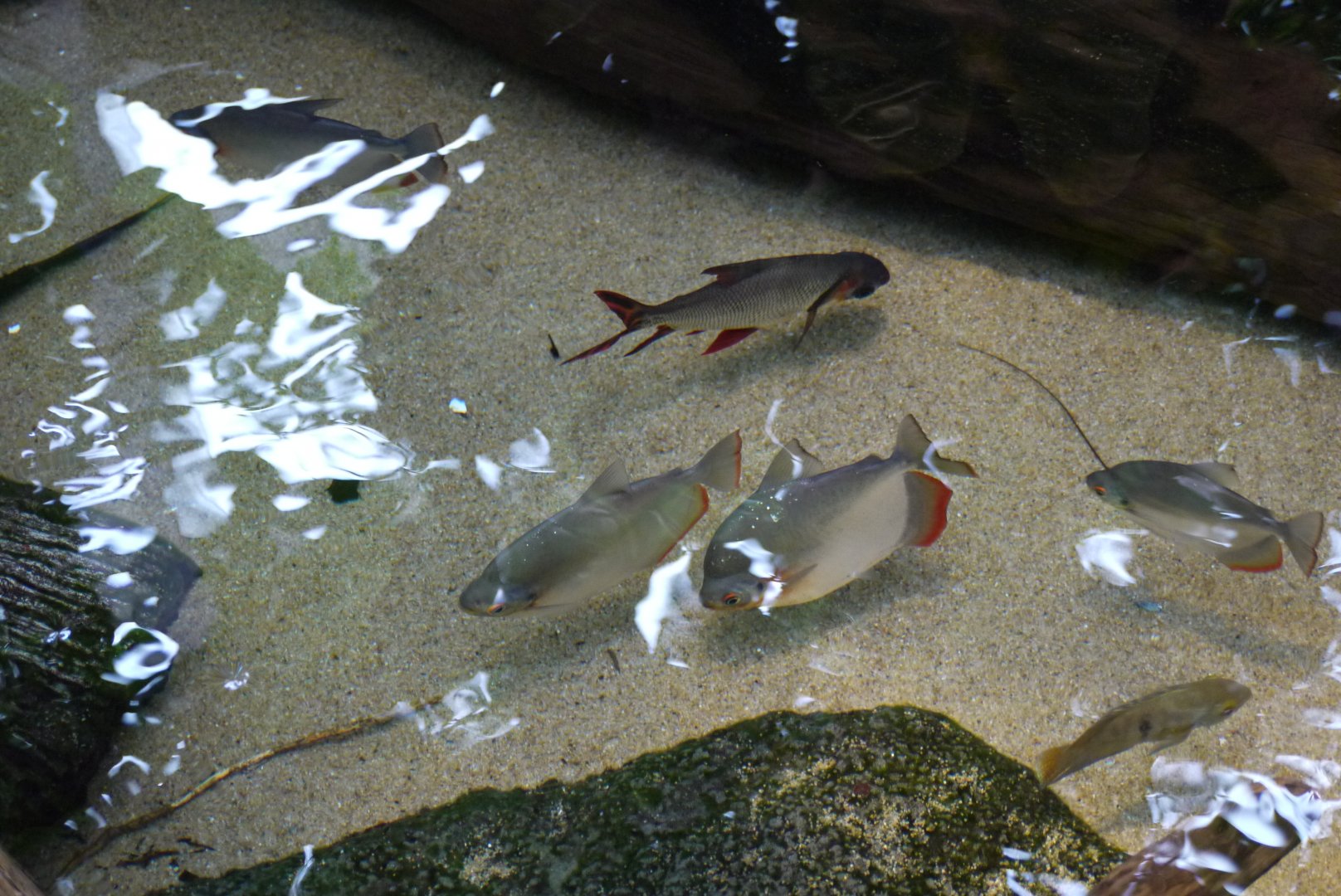 Giant Prochilodus and Hardbellied Silver Dollar