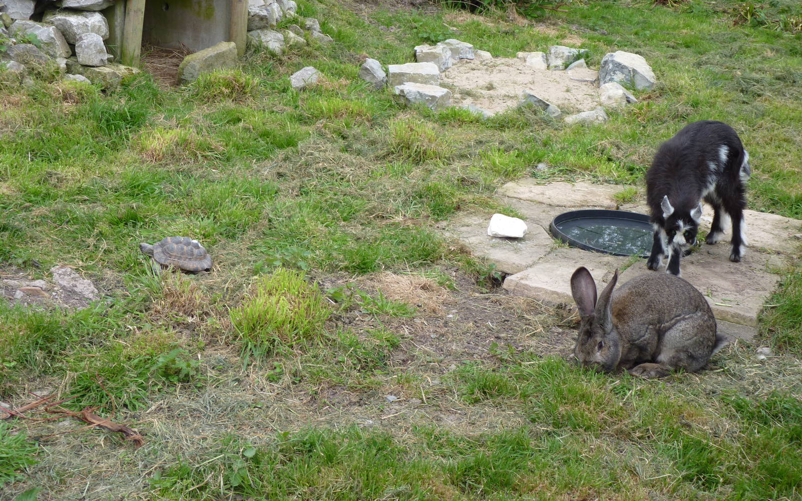 Giant Rabbit, Pygymy Goat and Hermans Tortoise at Secret World Wildlife Res