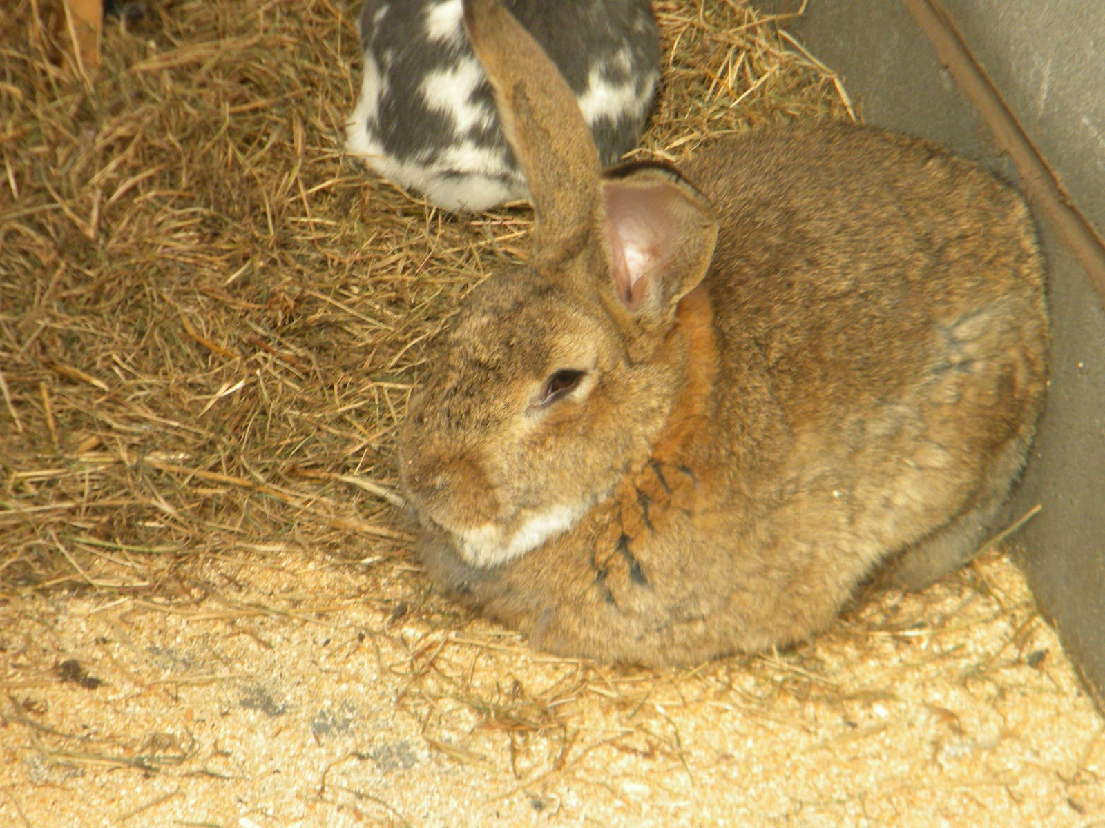 Giant Rabbits at Blackpool Zoo 10th April 2011