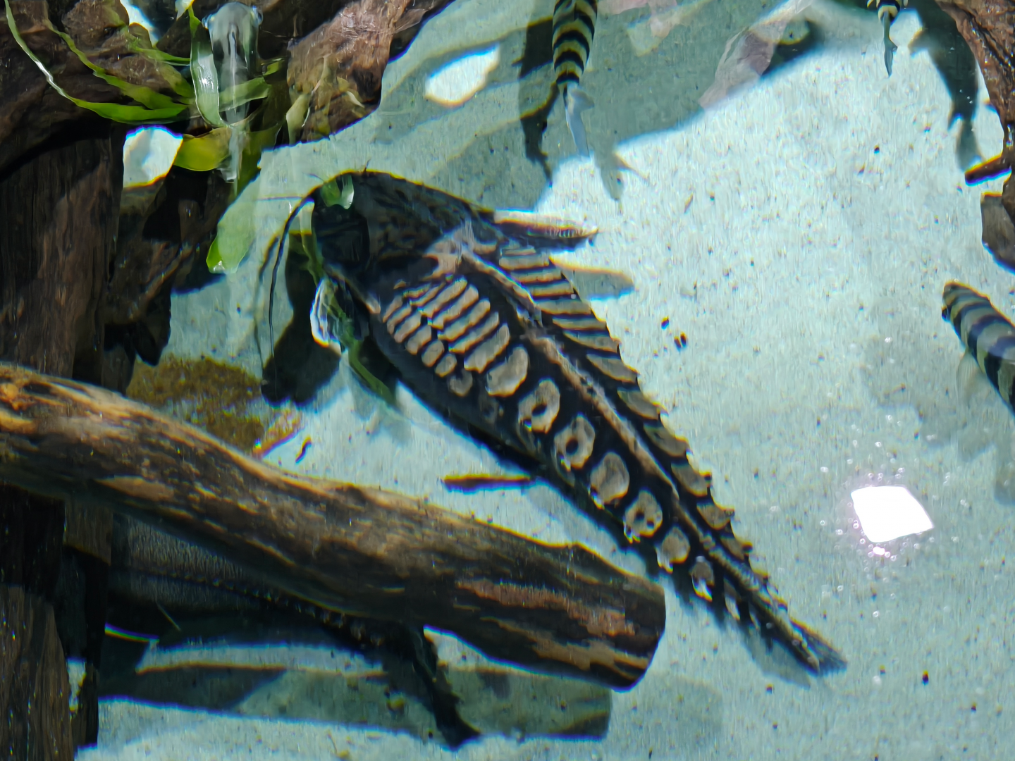 Giant Raphael Catfish (Megalodoras uranoscopus)
