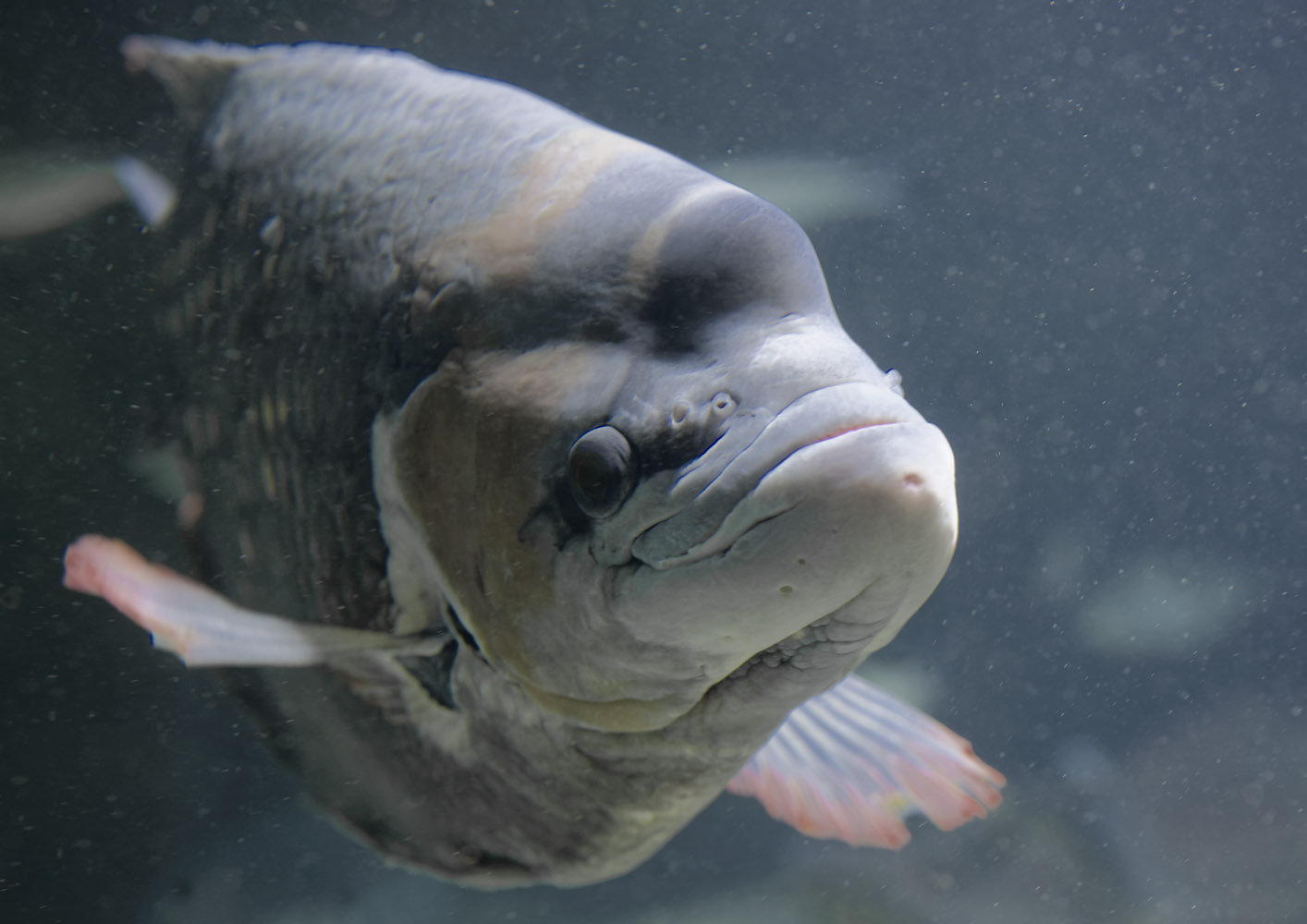 Giant red fin gourami, adult