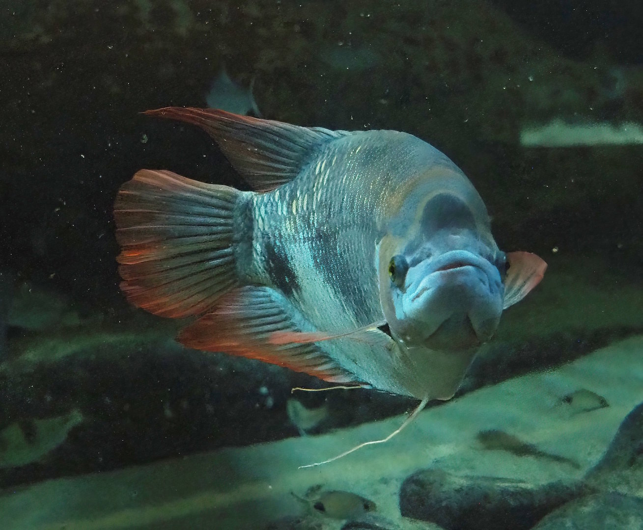 Giant red fin gourami (Osphronemus laticlavius), 2022-09-04