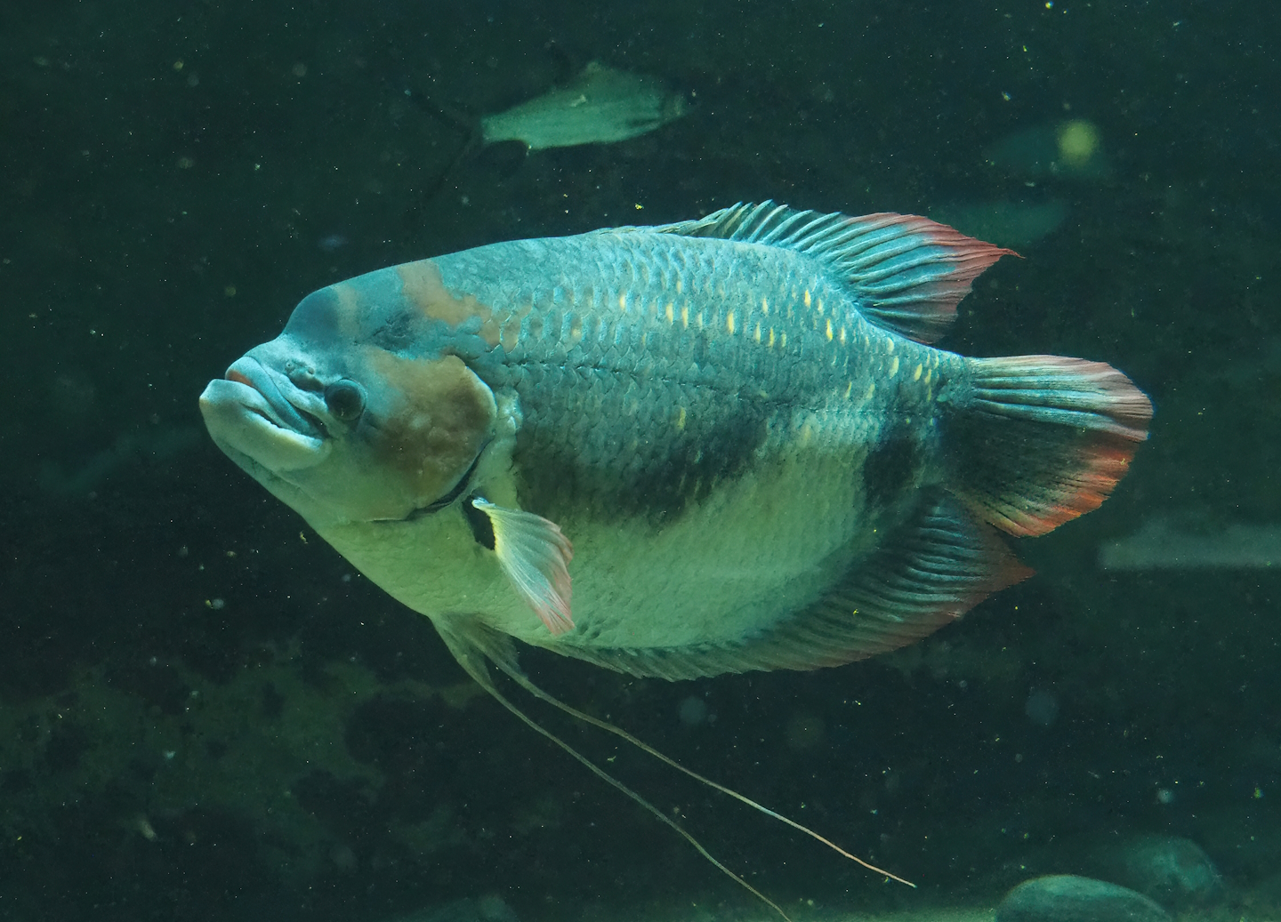 Giant red fin gourami (Osphronemus laticlavius), 2022-10-29