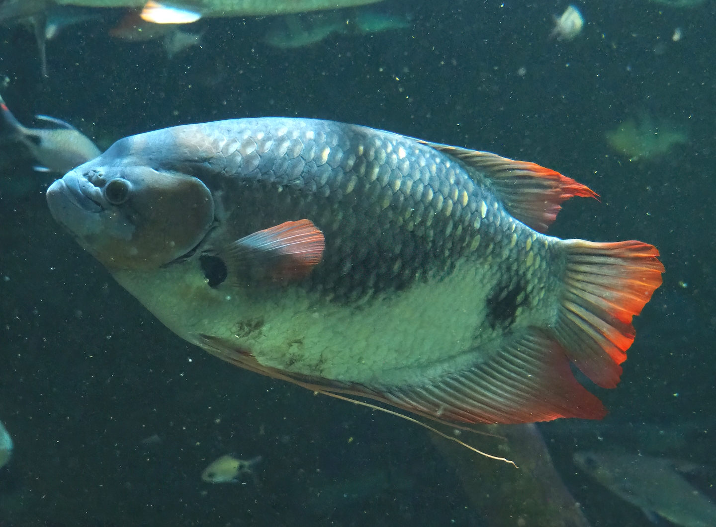 Giant red fin gourami (Osphronemus laticlavius), 2023-07-22