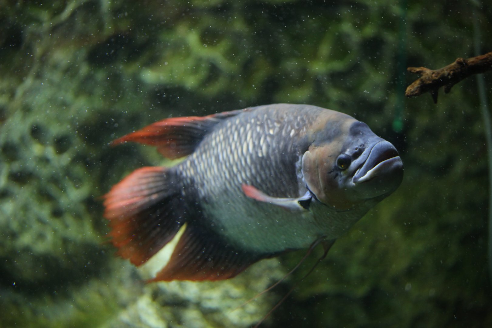 Giant red fin gourami (Osphronemus laticlavius)