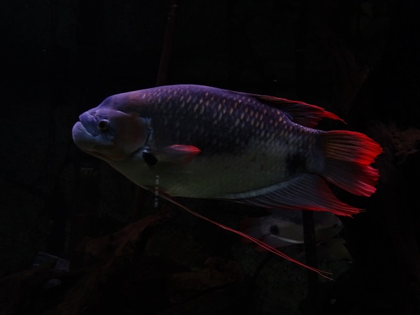 Giant red fin gourami (Osphronemus laticlavius)