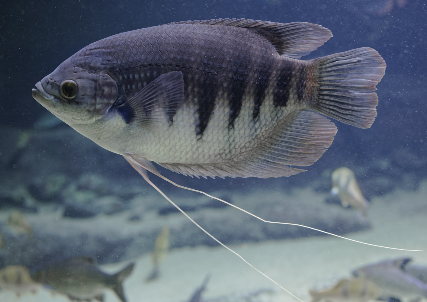 Giant red fin gourami, subadult