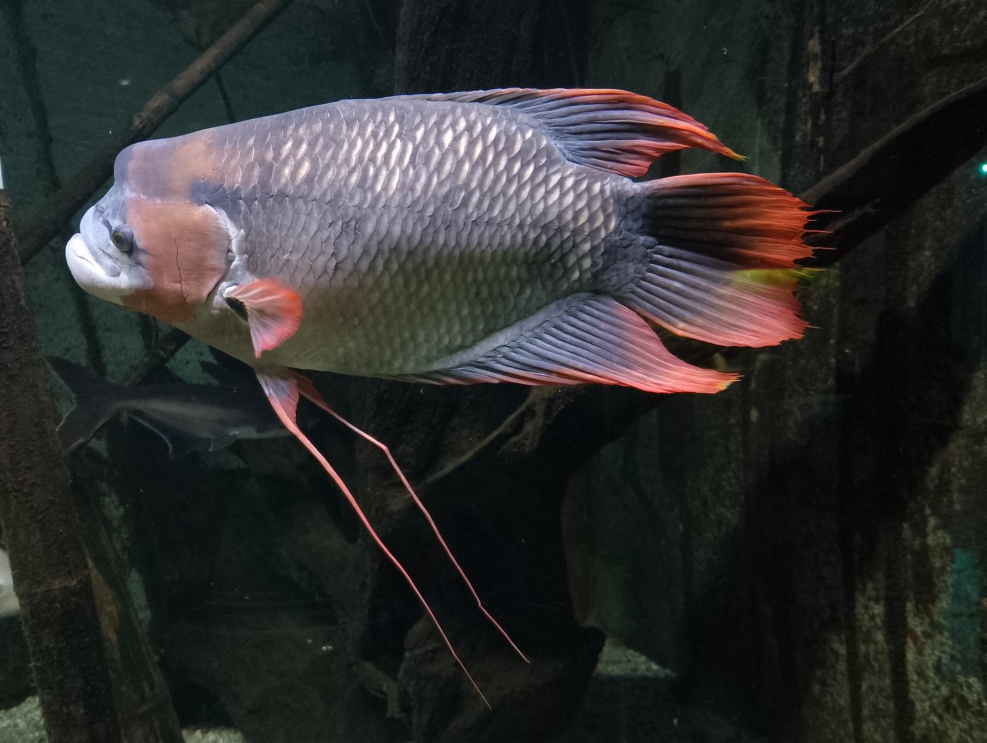 Giant red fin gourami