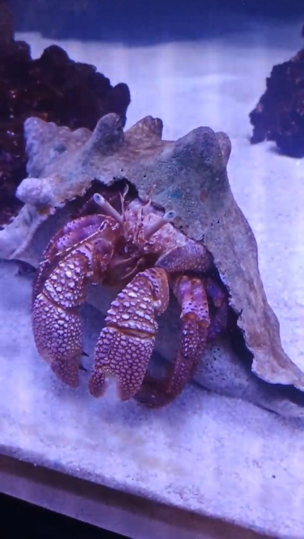 Giant Red Hermit Crab (6/21/25)