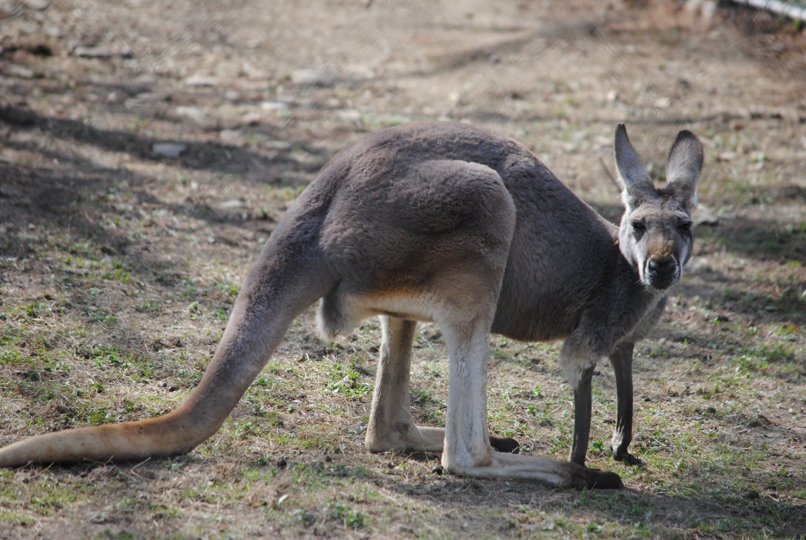 Giant Red Kangaroo