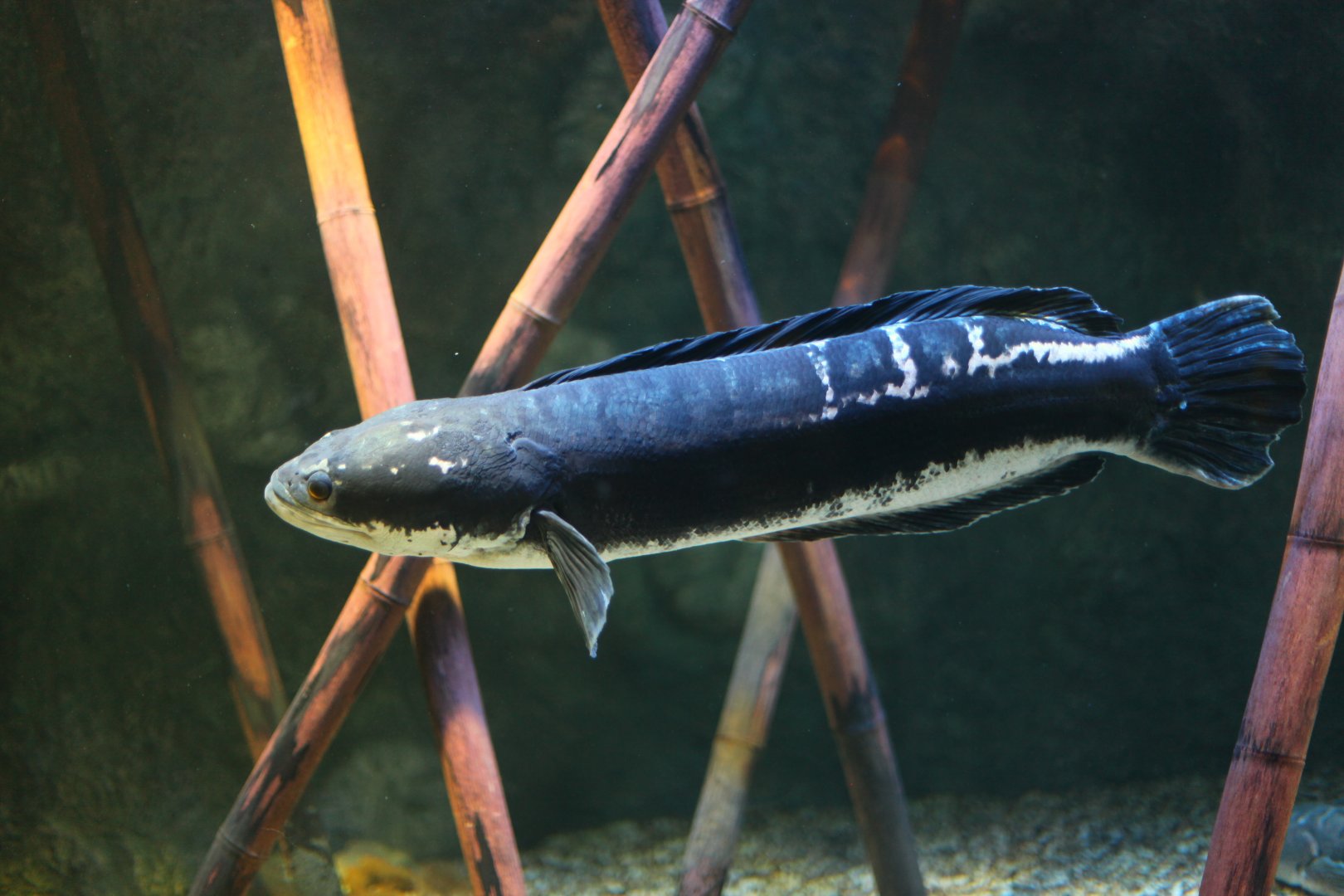 Giant red snakehead (Channa micropeltes)