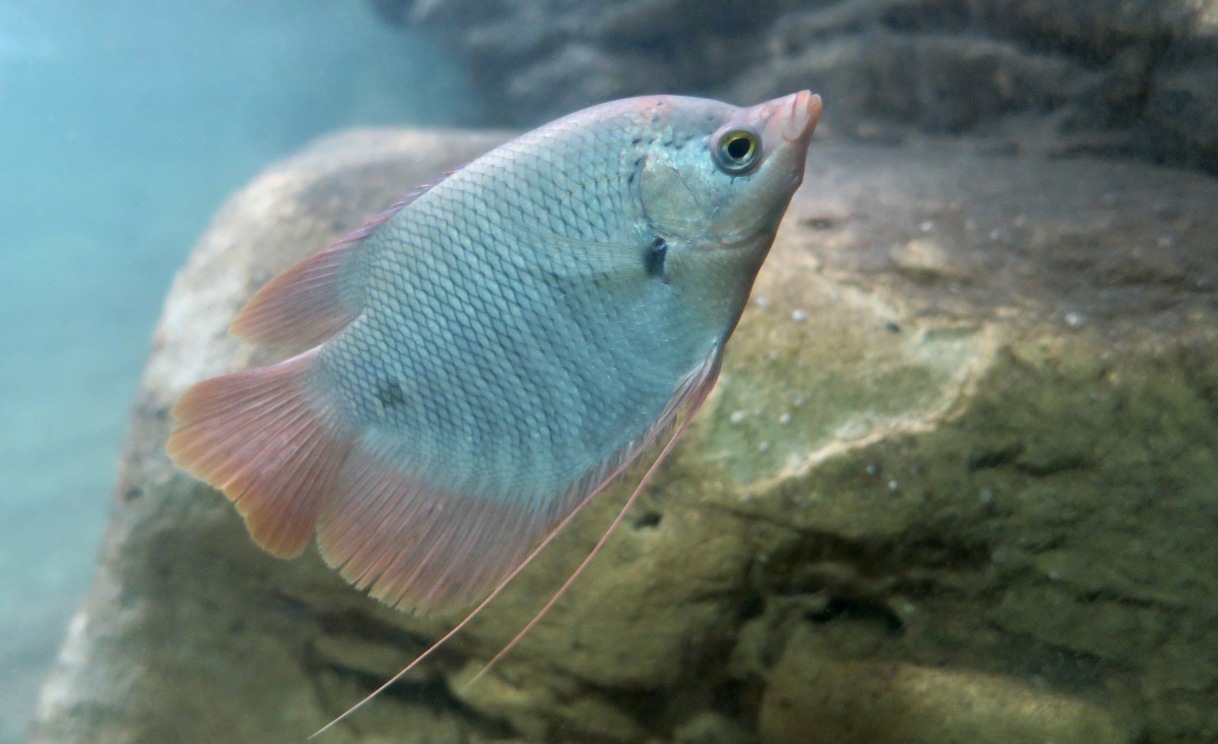 Giant Red Tail Gourami (Osphronemus laticlavius) juvenile