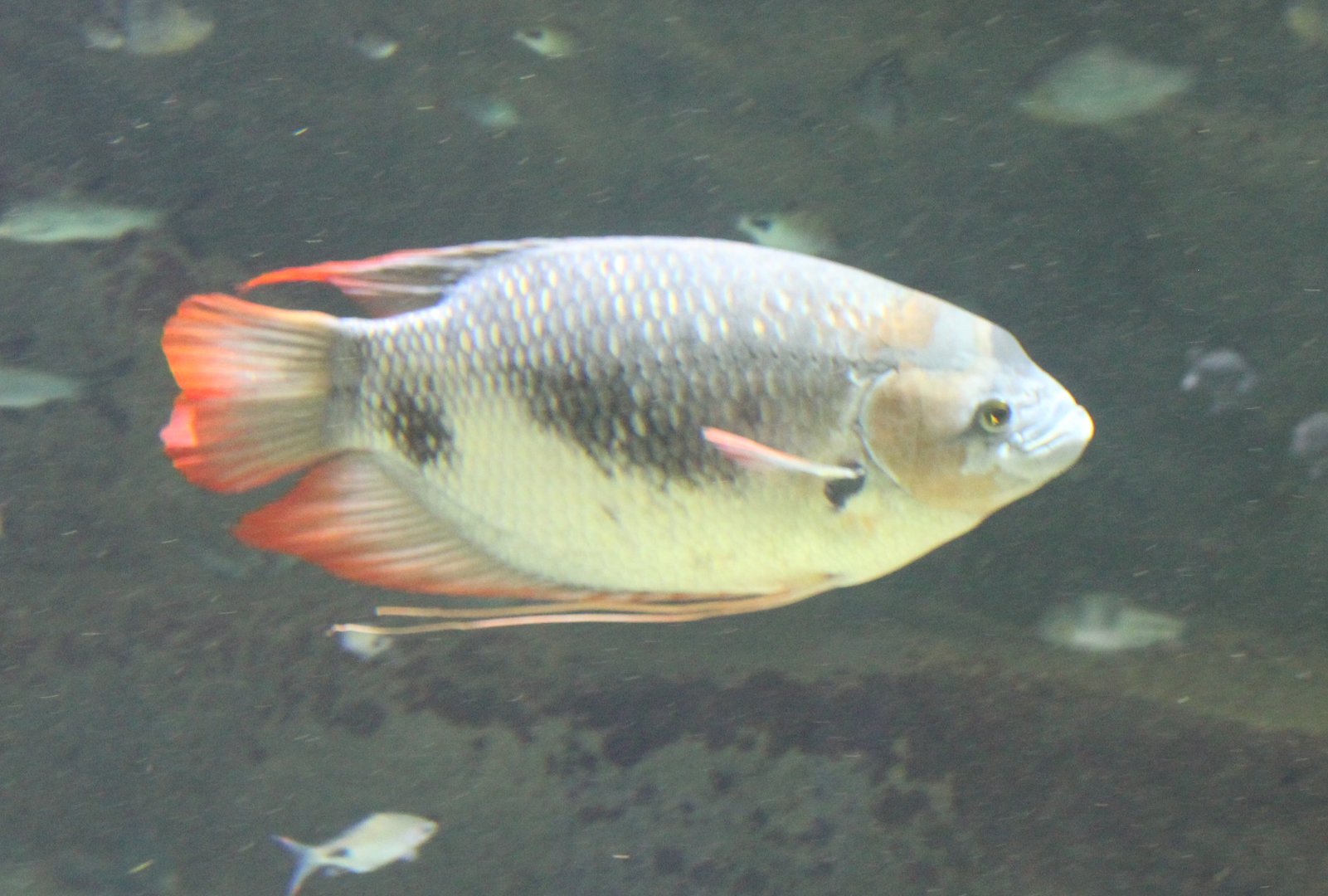 Giant red tail gourami - Osphronemus laticlavius