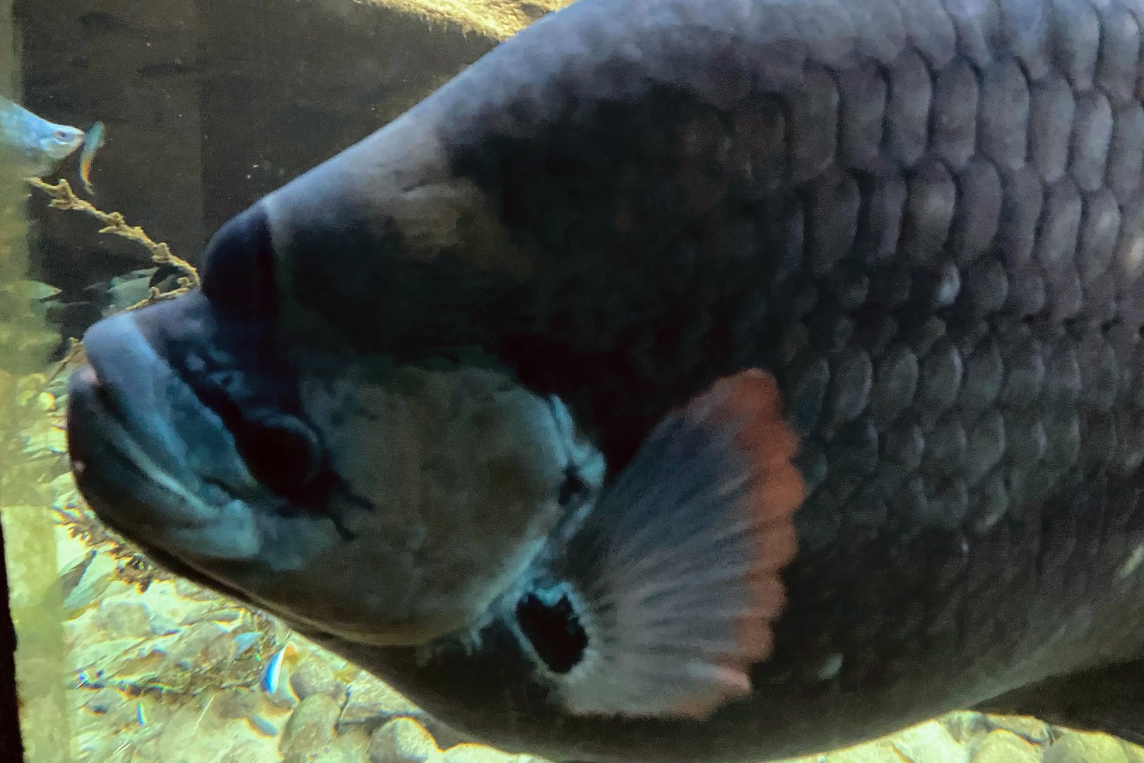 Giant Red Tail Gourami