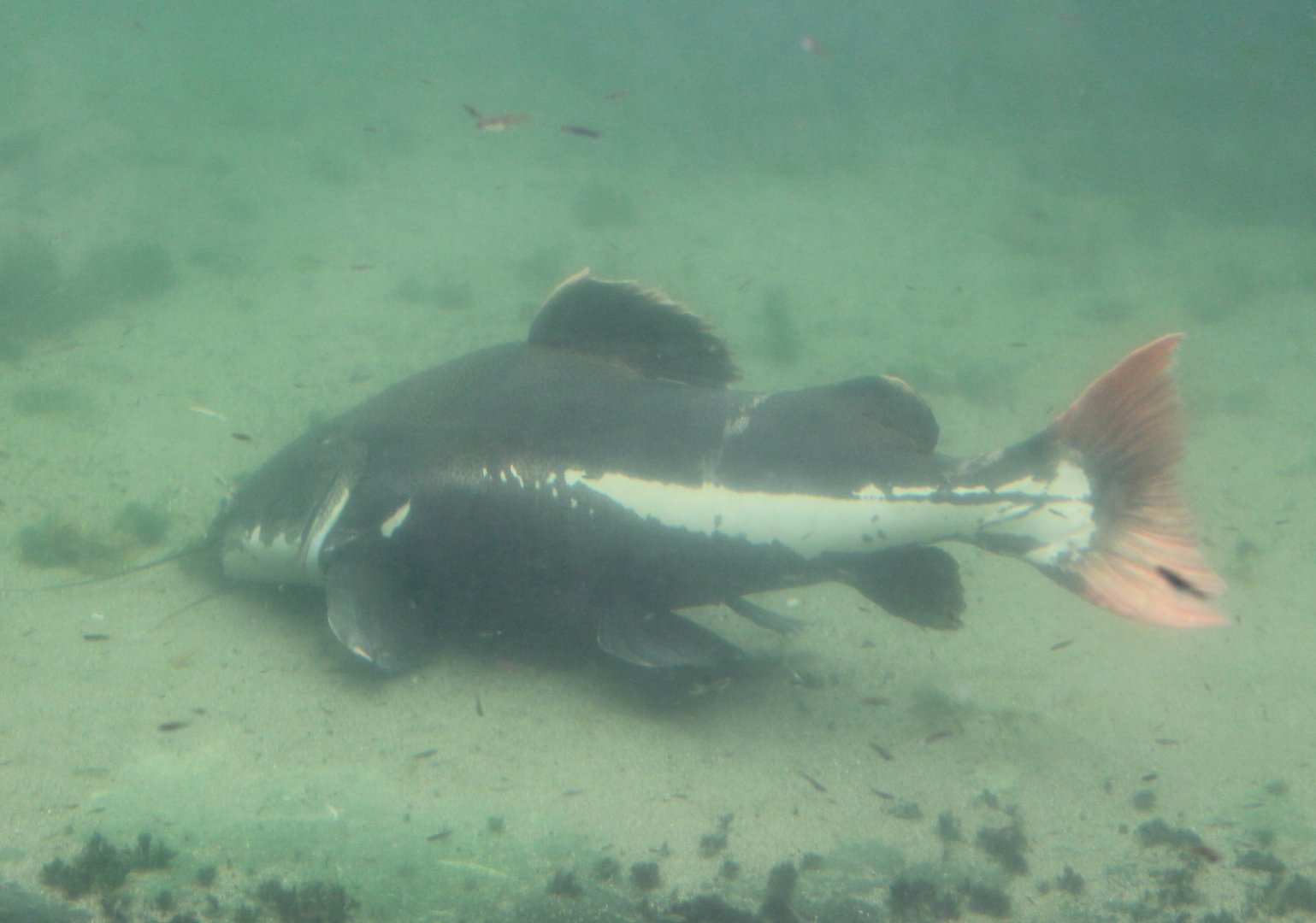 Giant red-tailed catfish
