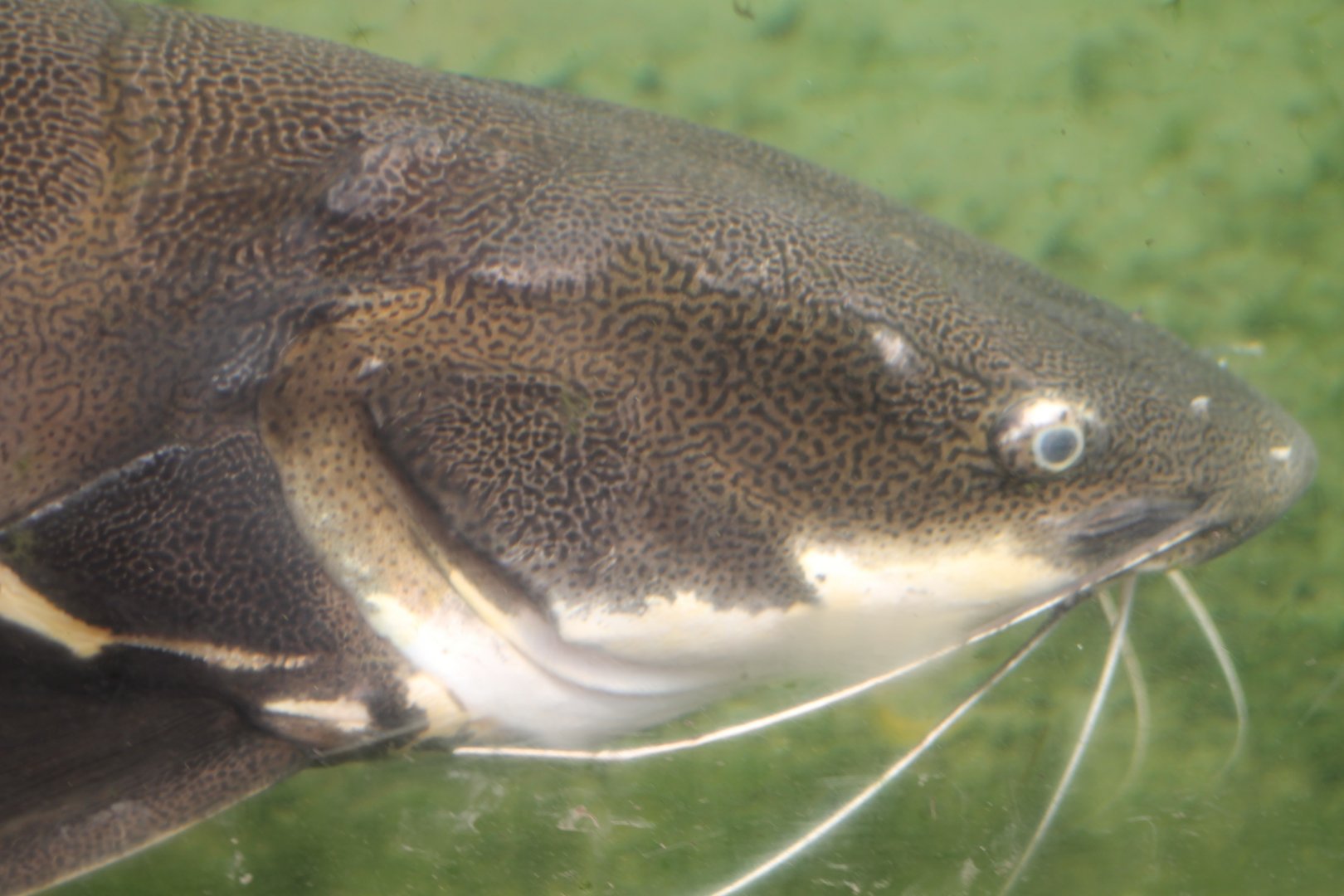 Giant red-tailed catfish