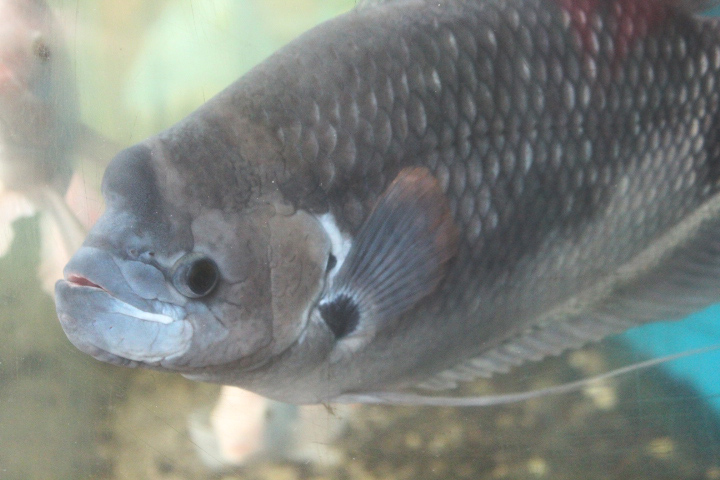 Giant red-tailed gourami (Osphronemus laticlavius)