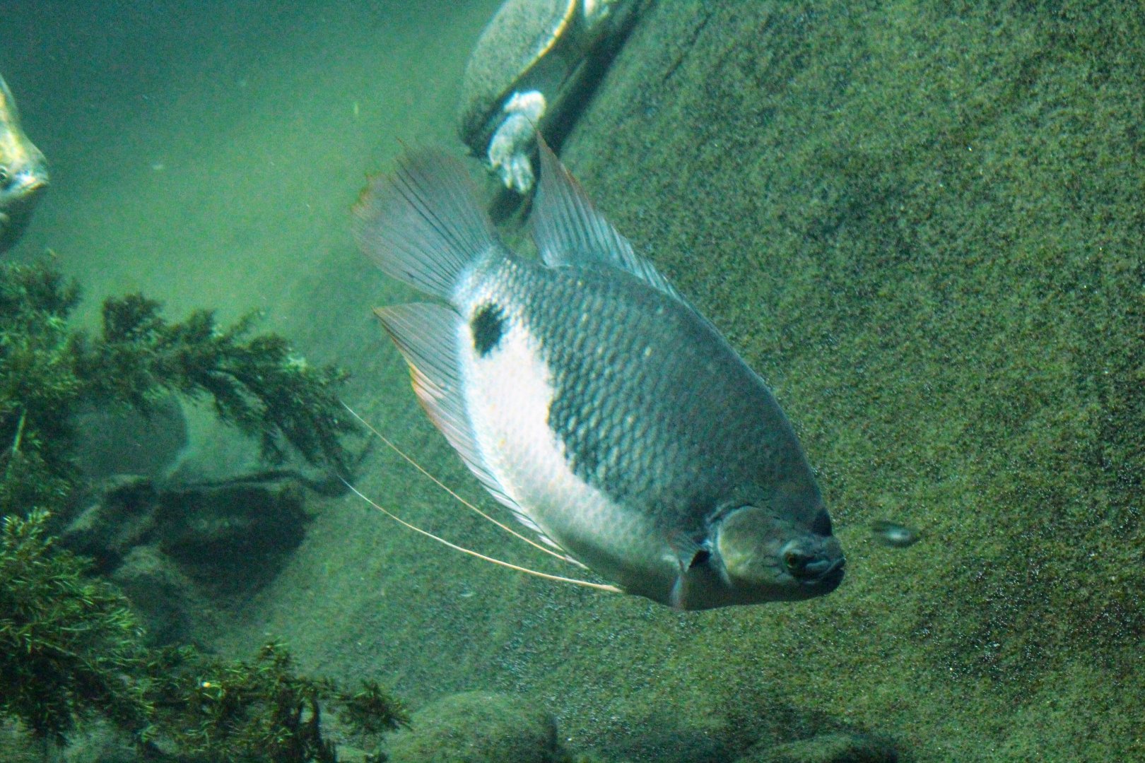 Giant Red-tailed Gourami