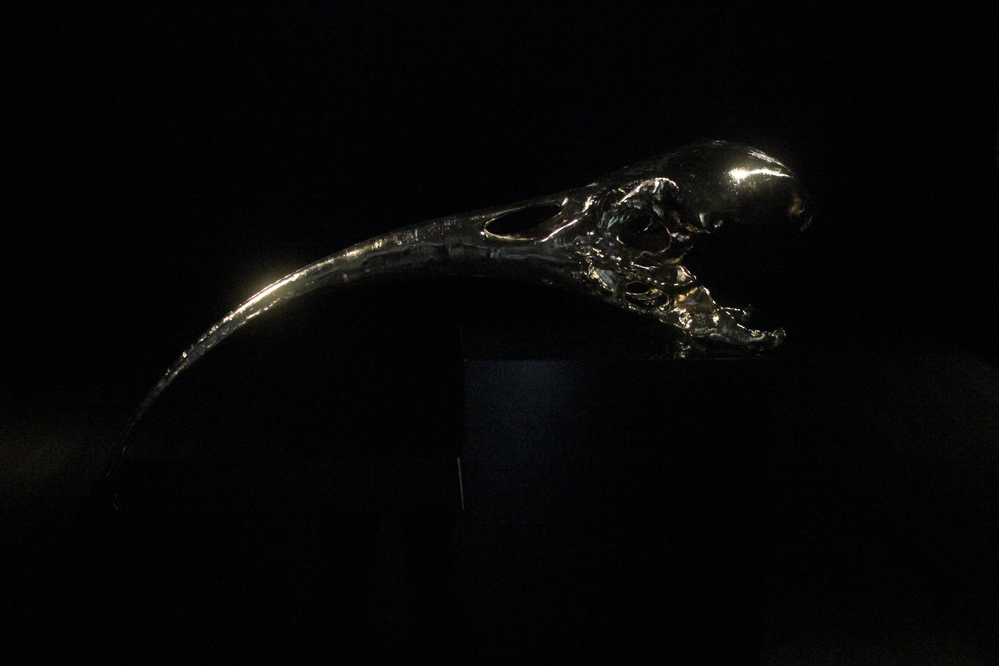 Giant replica of Huia female skull, The Dowse Art Museum