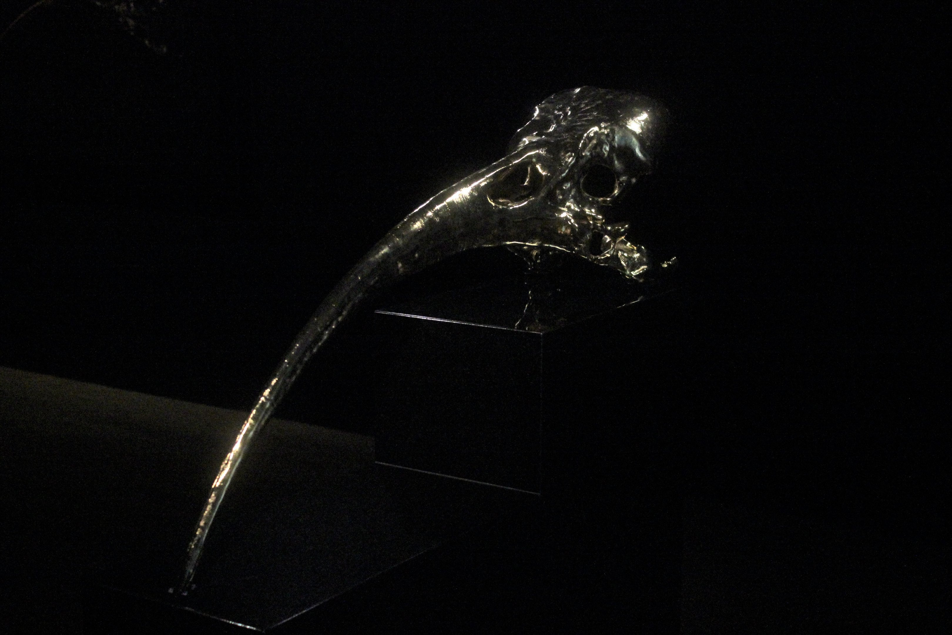 Giant replica of Huia female skull, The Dowse Art Museum