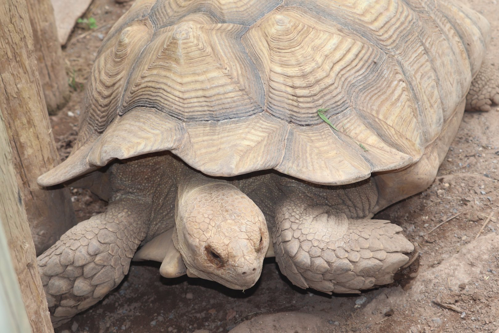Giant Reptiles - Tortoise