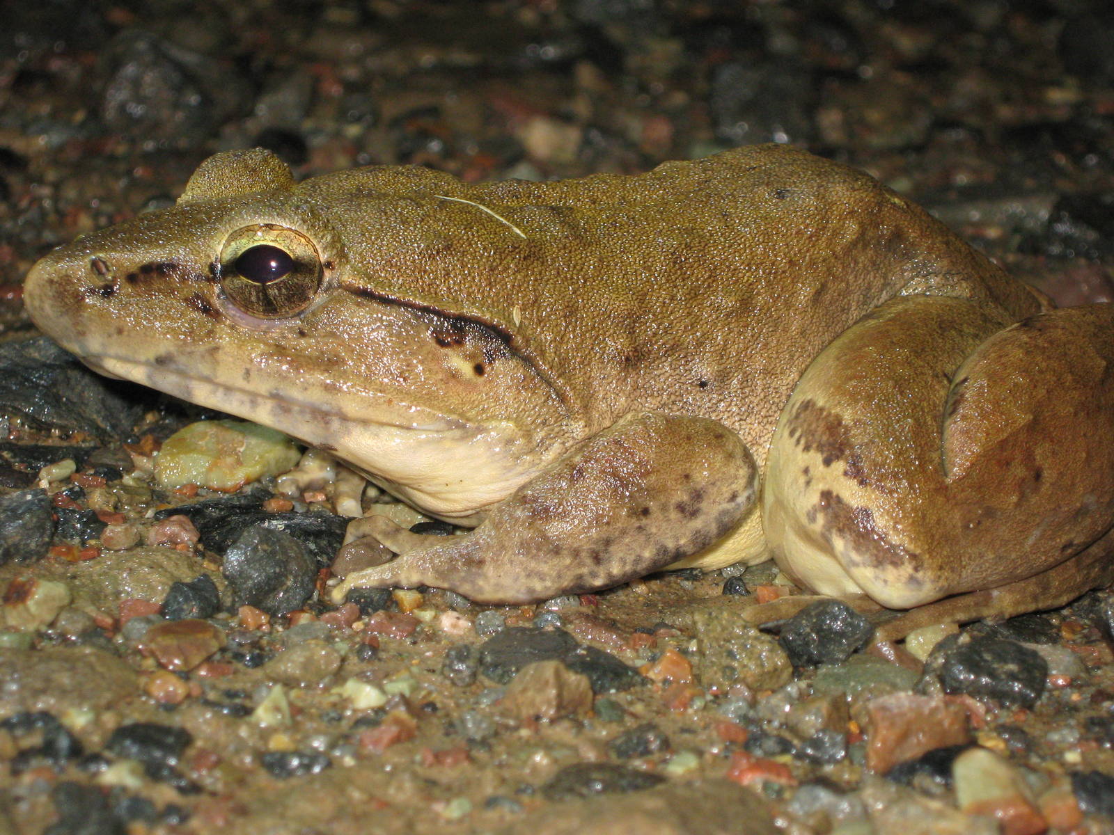 giant river frog (Limnonectes leporinus)