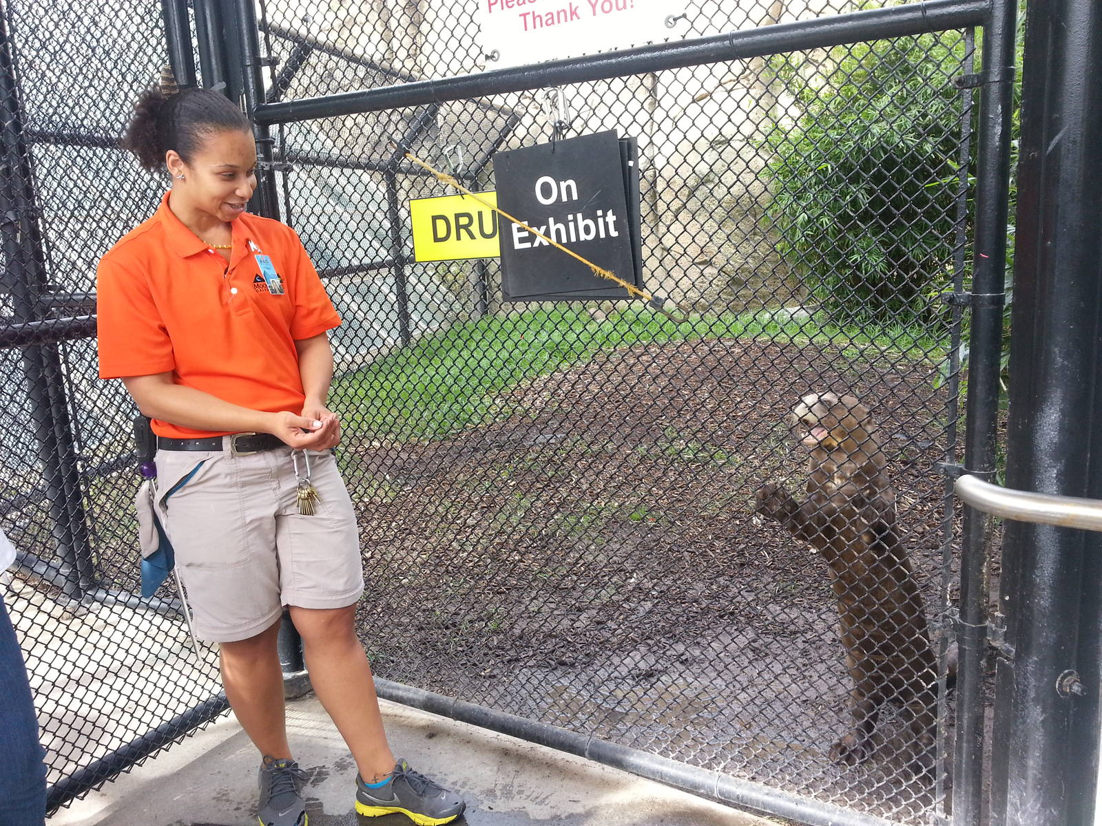 Giant river otter B.O. H.
