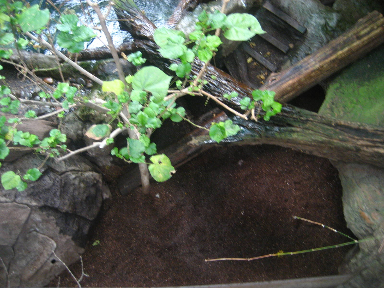 giant river otter burrow area