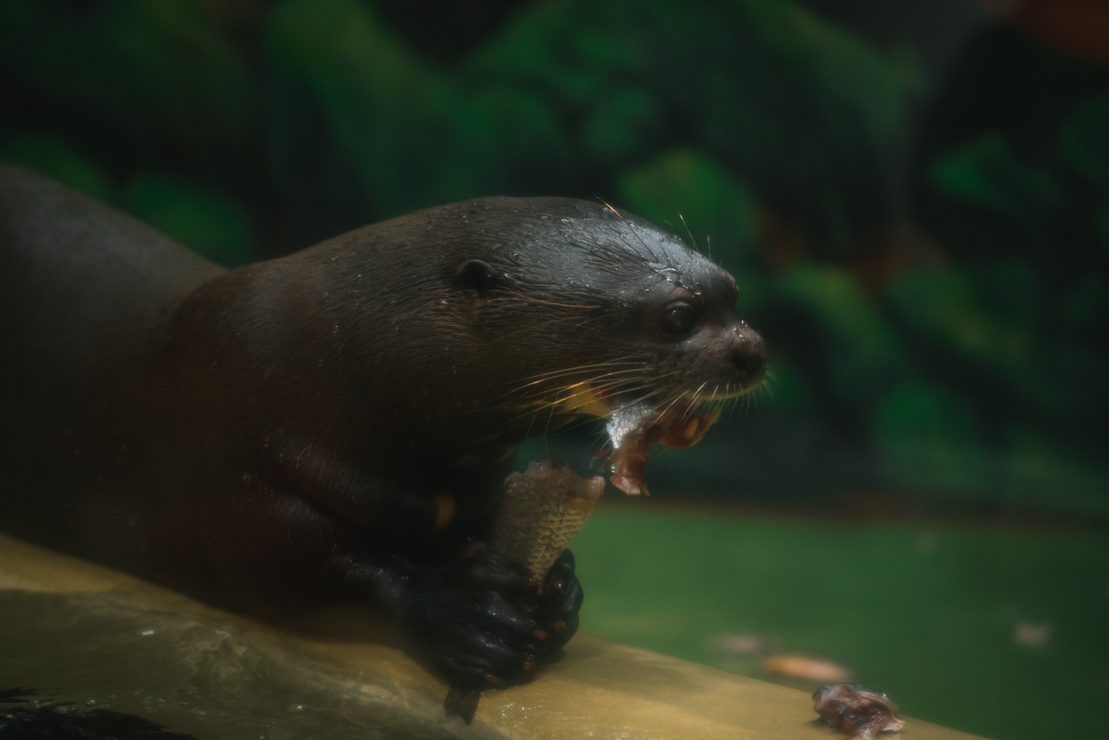 Giant River Otter eating