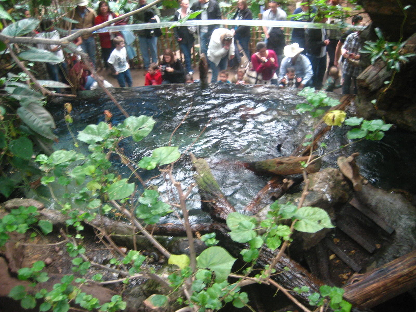 giant river otter enclosure
