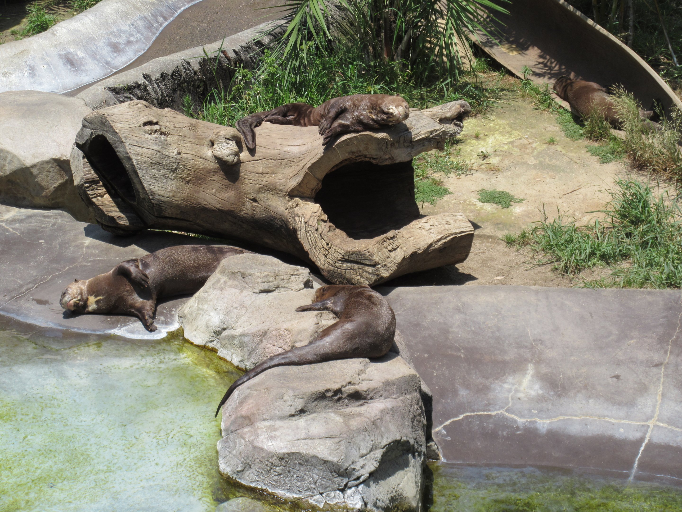 Giant River Otter Exhibit - 4 Otters
