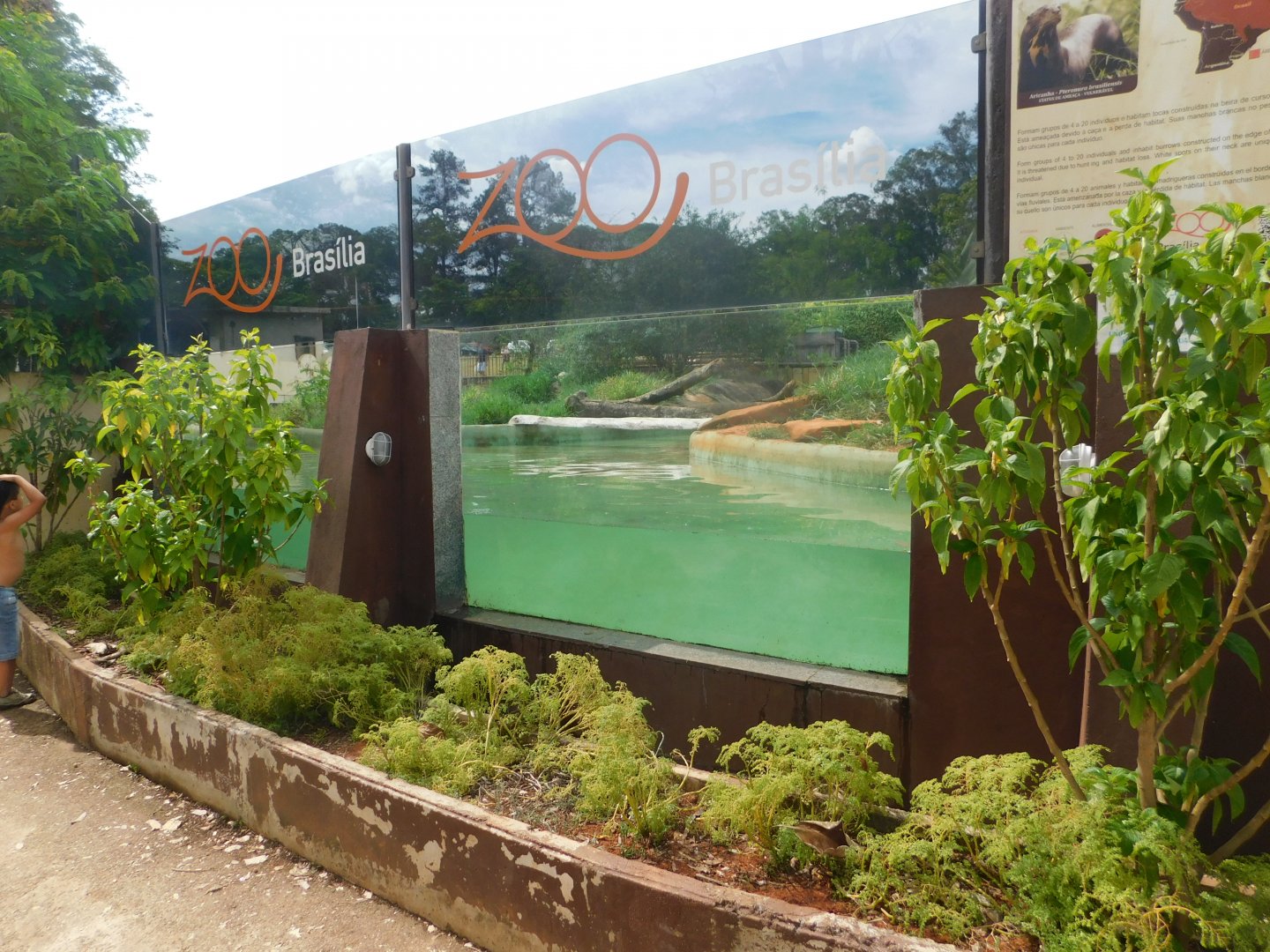 Giant river otter exhibit, Brasilia zoo