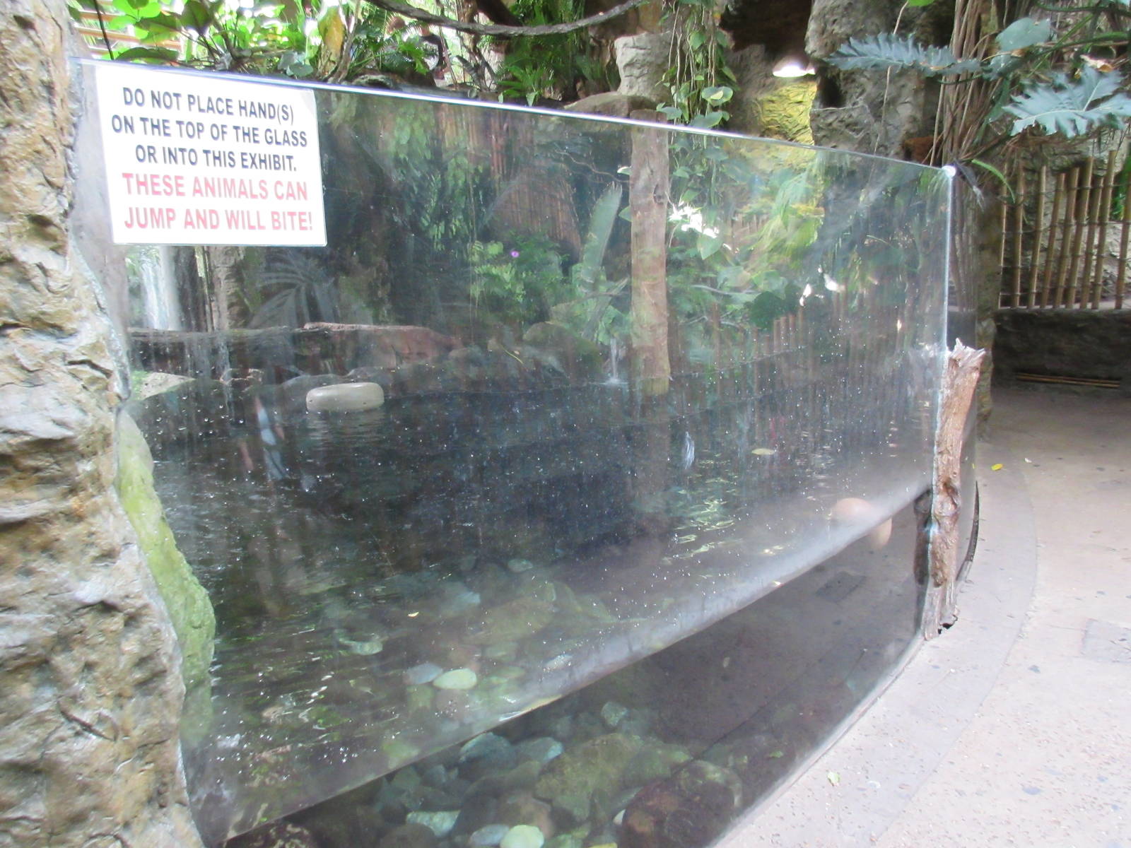 Giant River Otter Exhibit