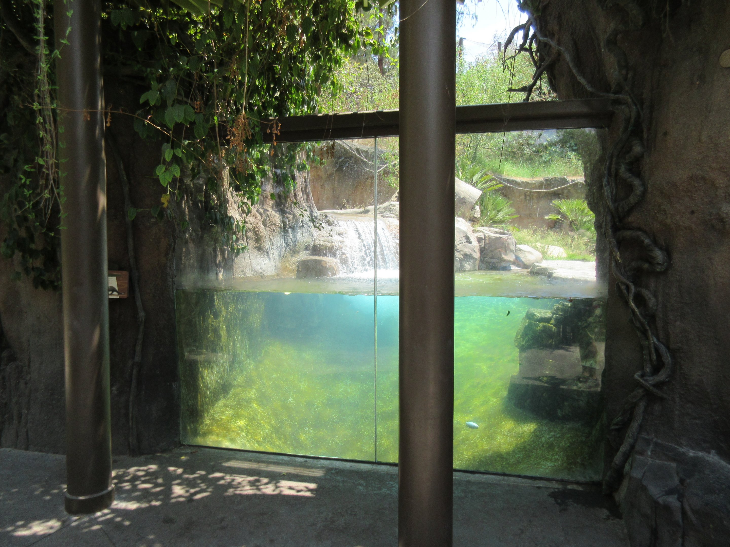 Giant River Otter Exhibit