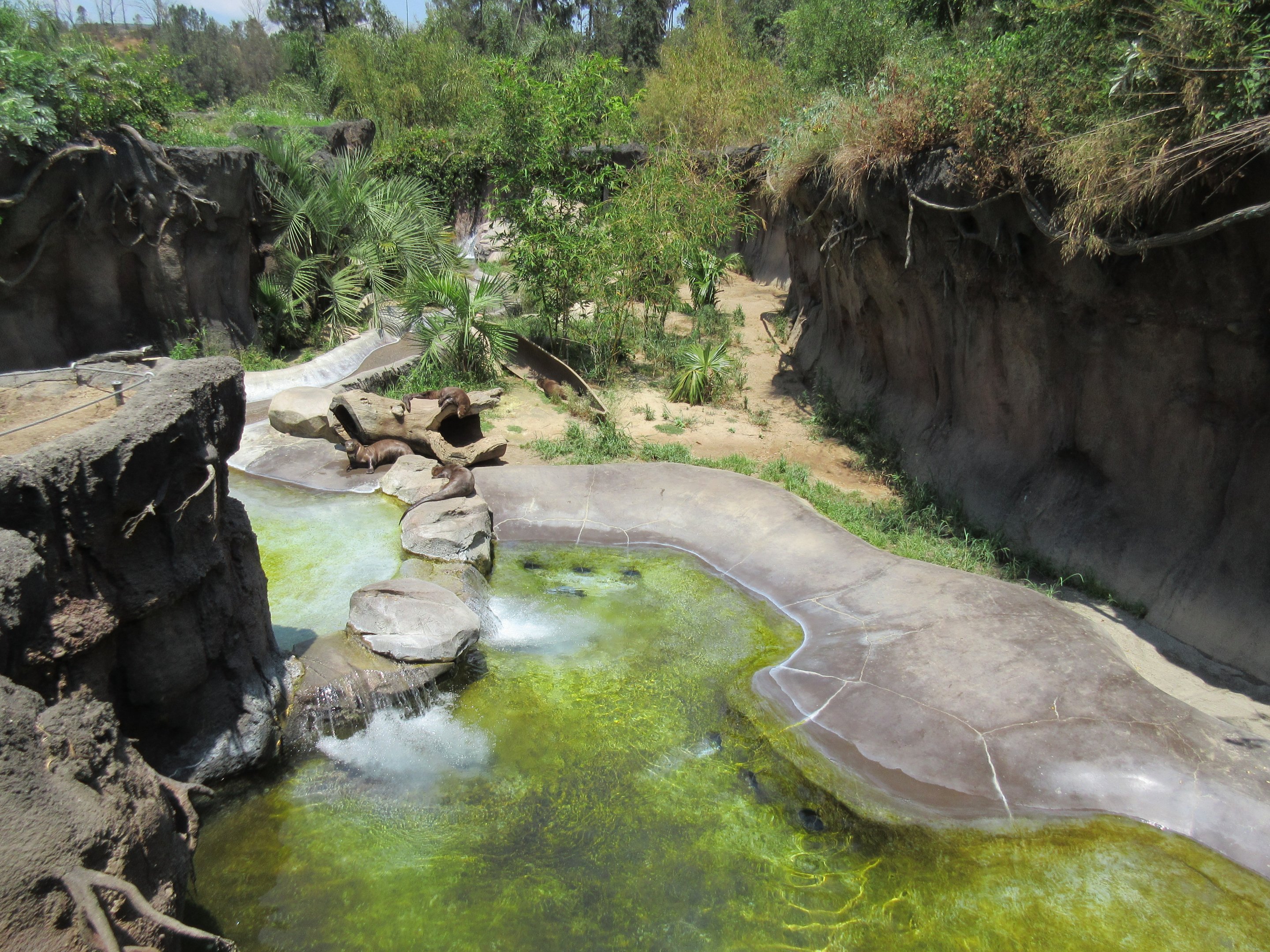 Giant River Otter Exhibit