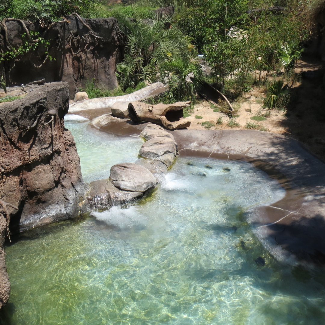 Giant River Otter Exhibit