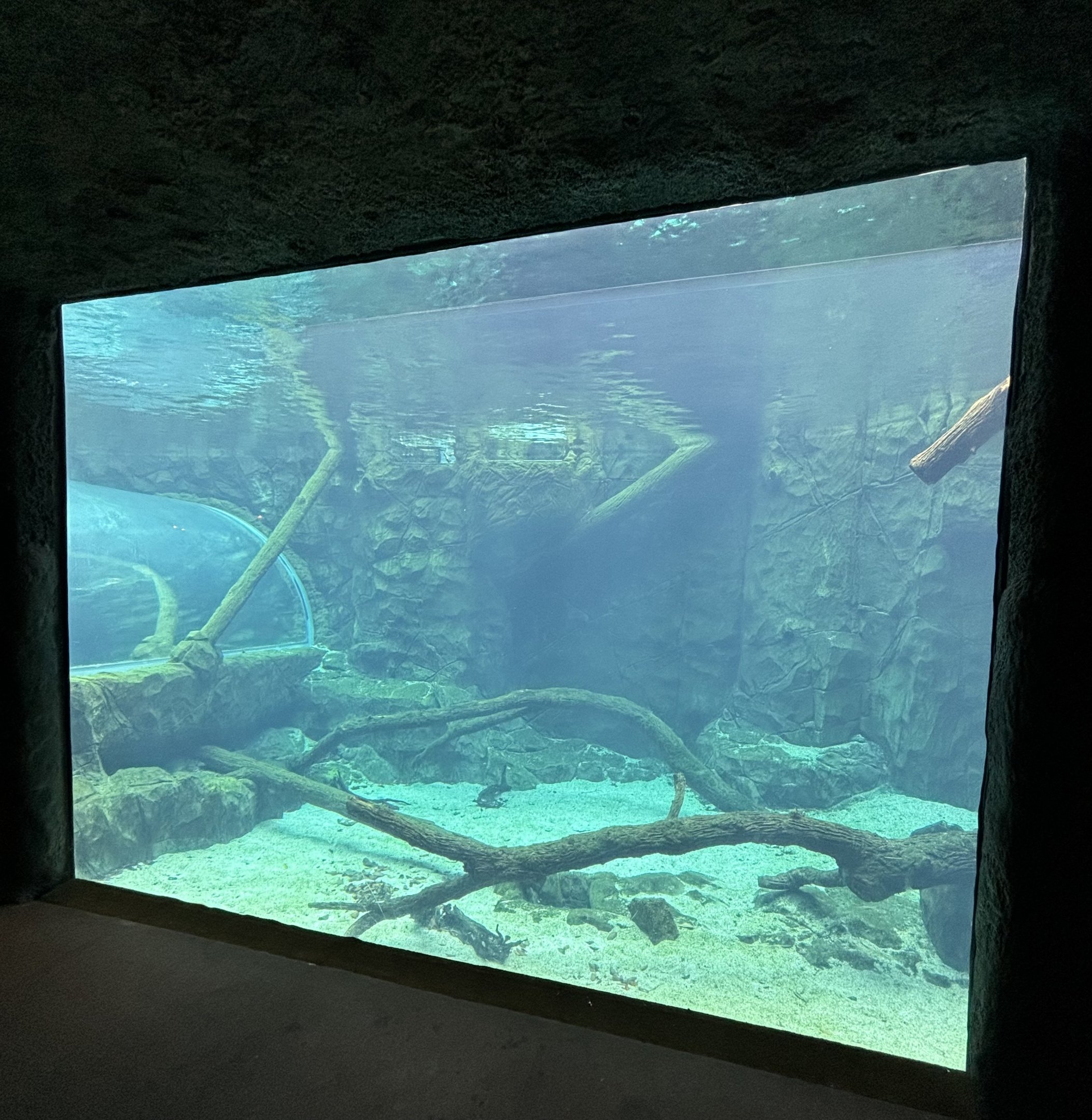 Giant River Otter Exhibit