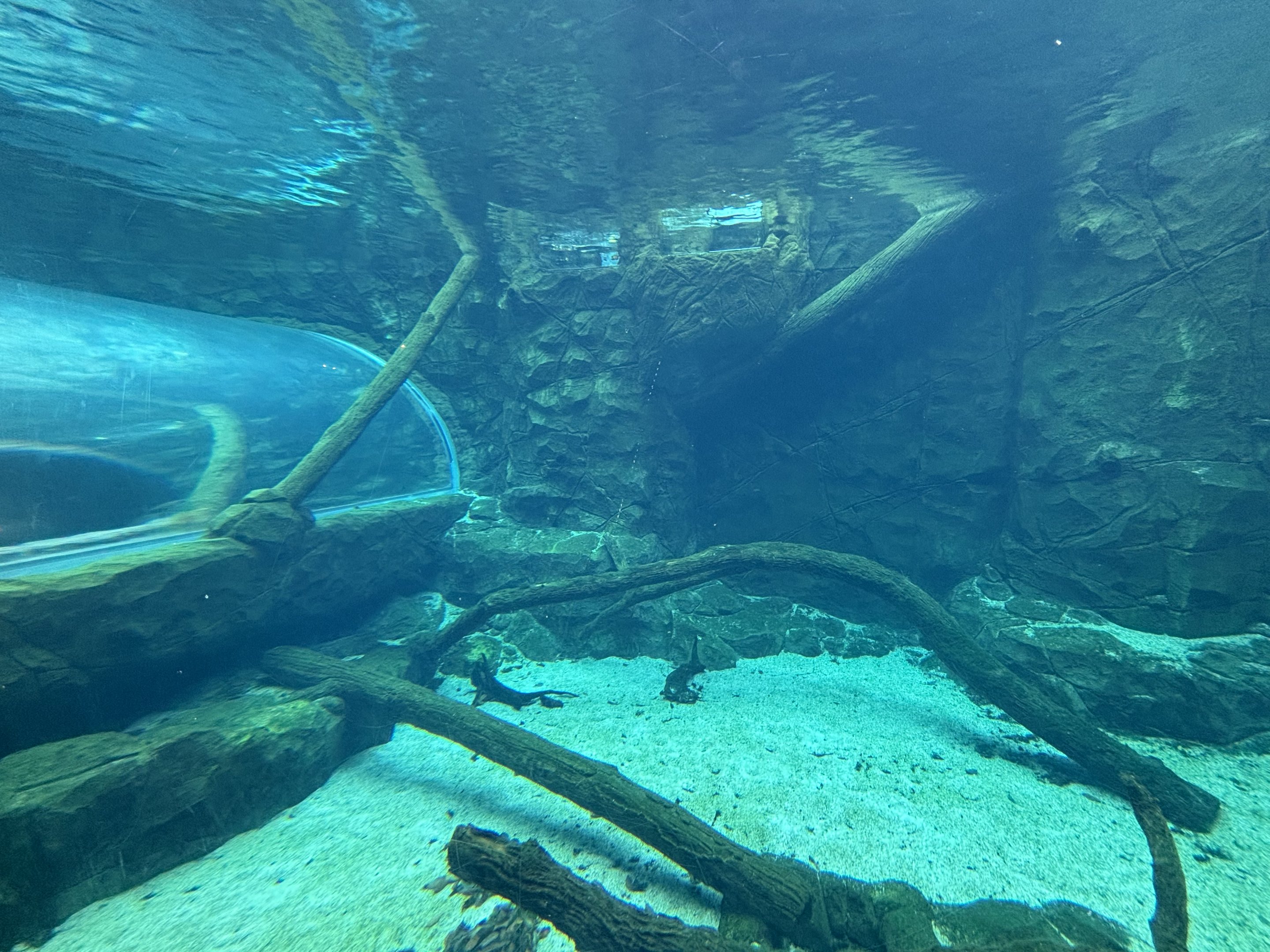Giant River Otter Exhibit