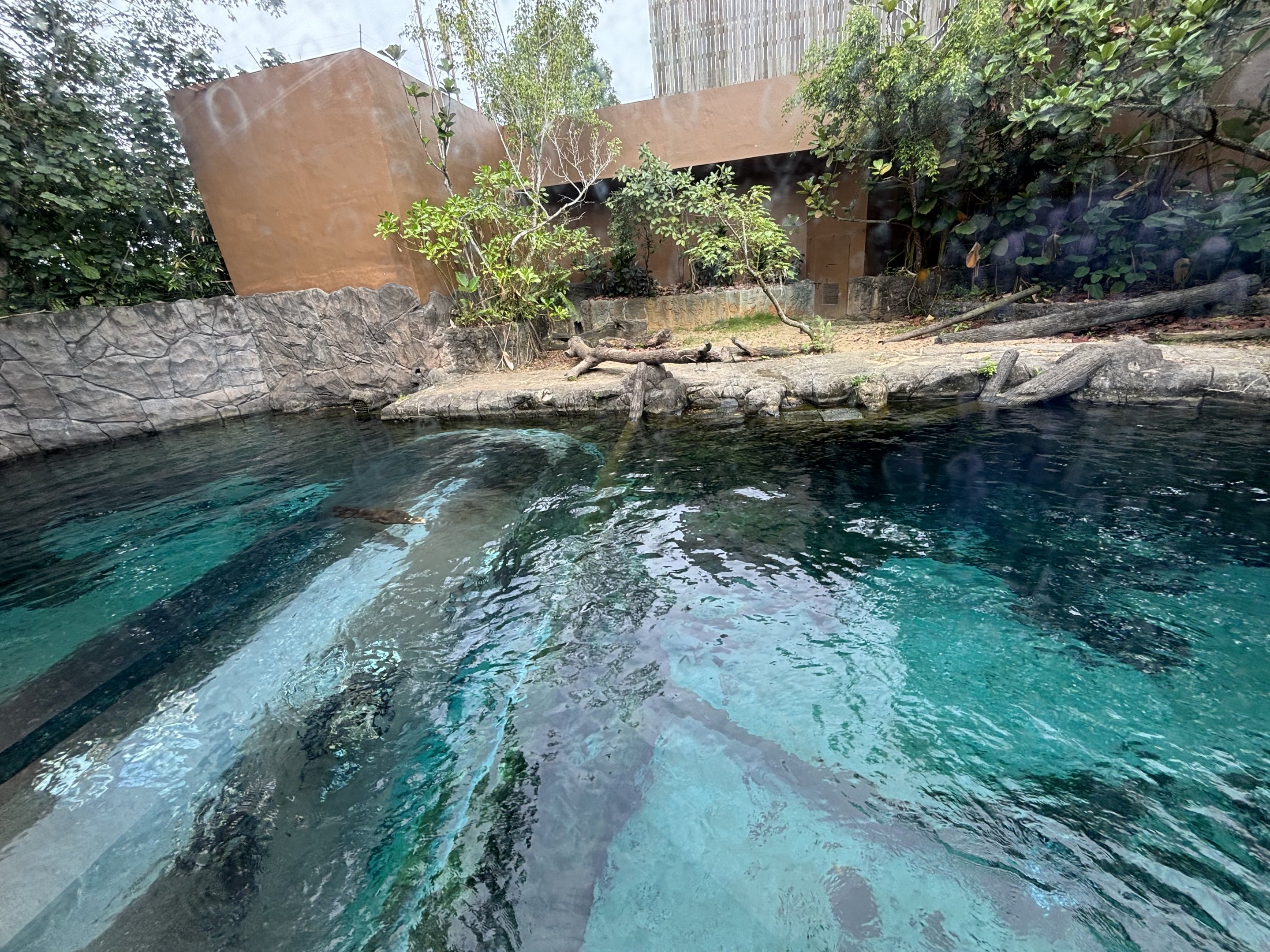 Giant River Otter Exhibit