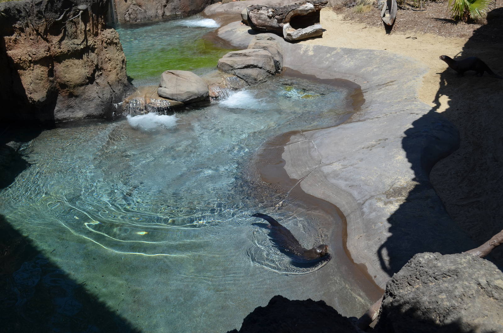 Giant River Otter Habitat Pools