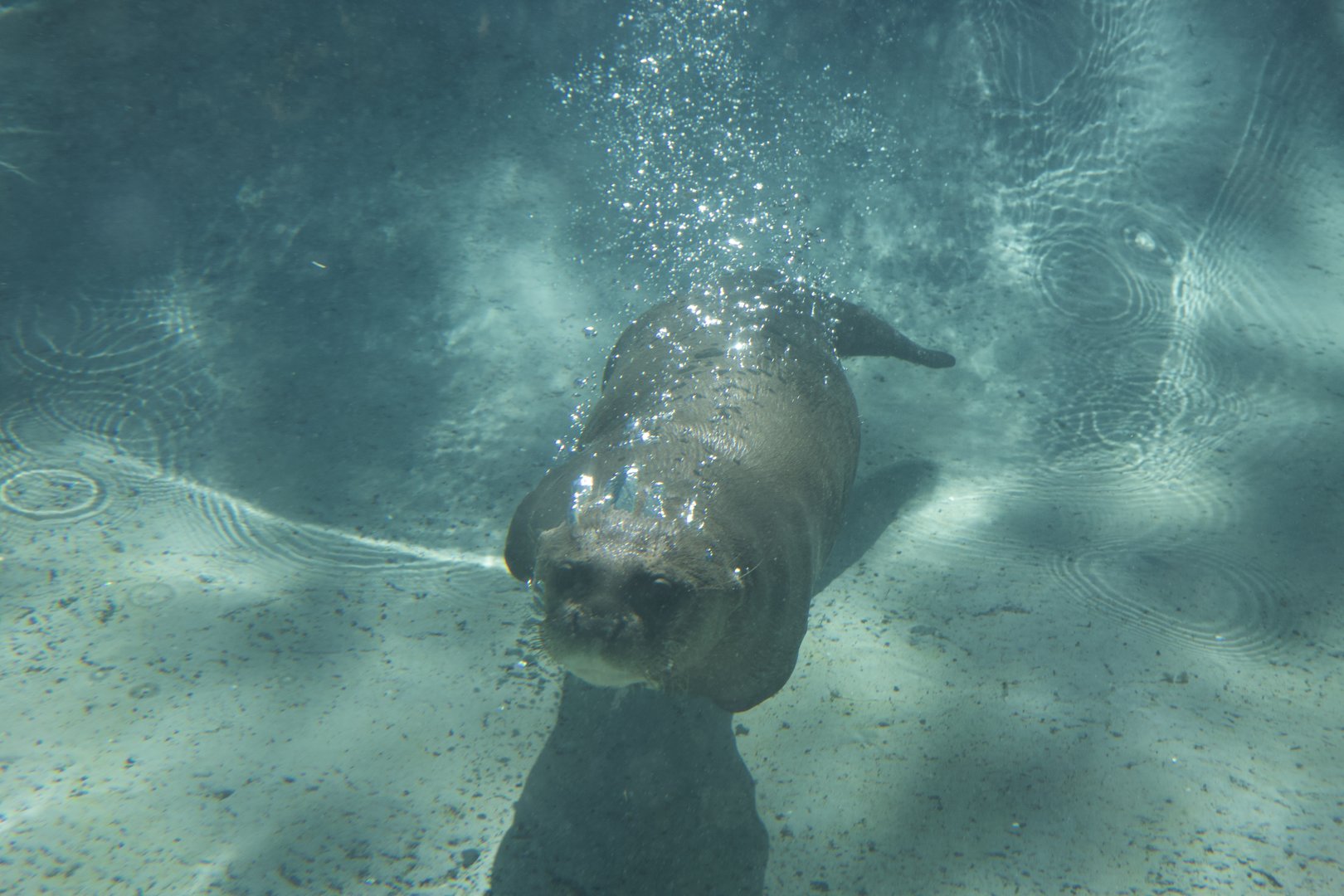 Giant river otter/ Pteronura brasiliensis, underwater photo