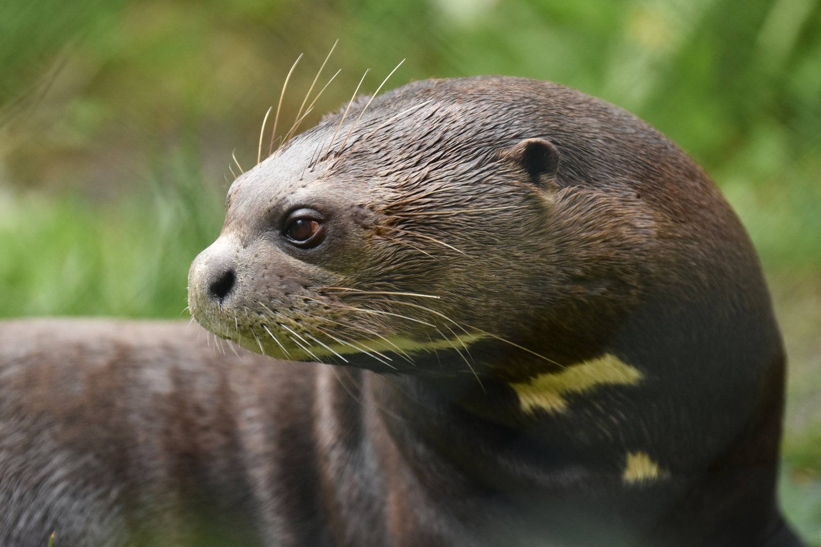Giant river otter (Pteronura brasiliensis)