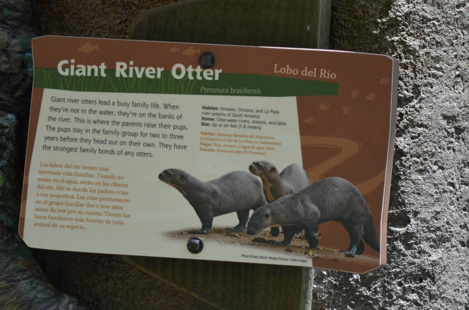 Giant River Otter Signage