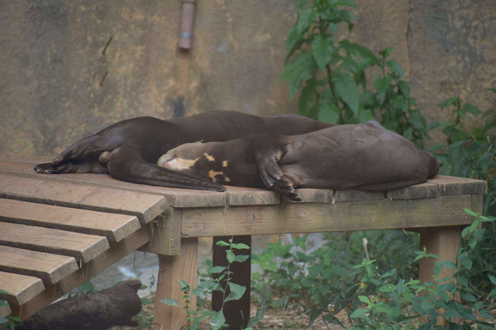 Giant River Otter Sleeping